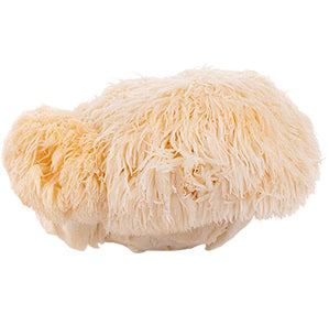 LION’S MANE MUSHROOM