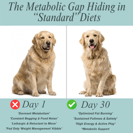 Weight Loss Bites - Matovia